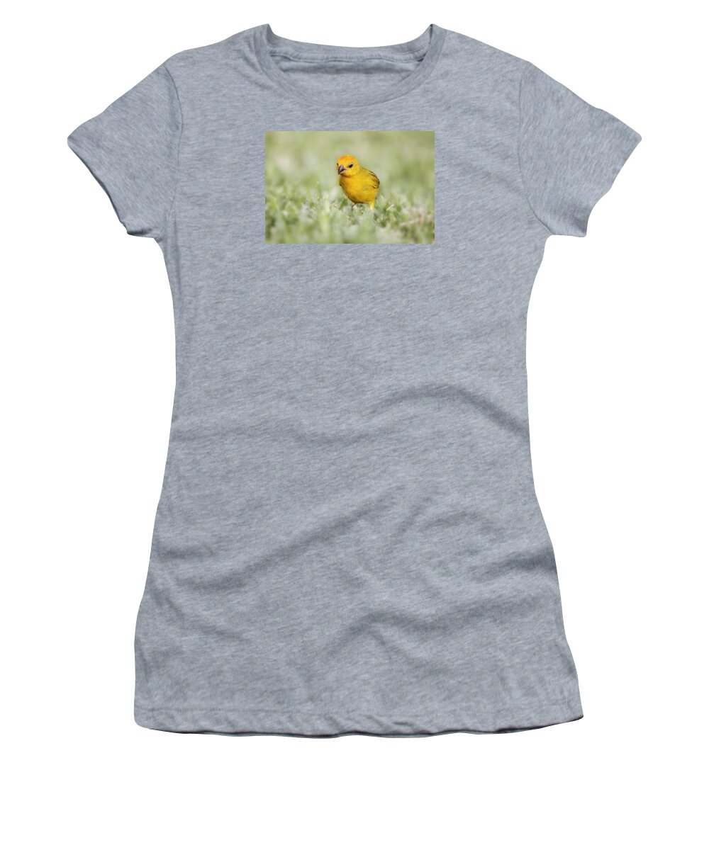 Canary Women's T-Shirt featuring the photograph Curiosity by Melanie Lankford Photography