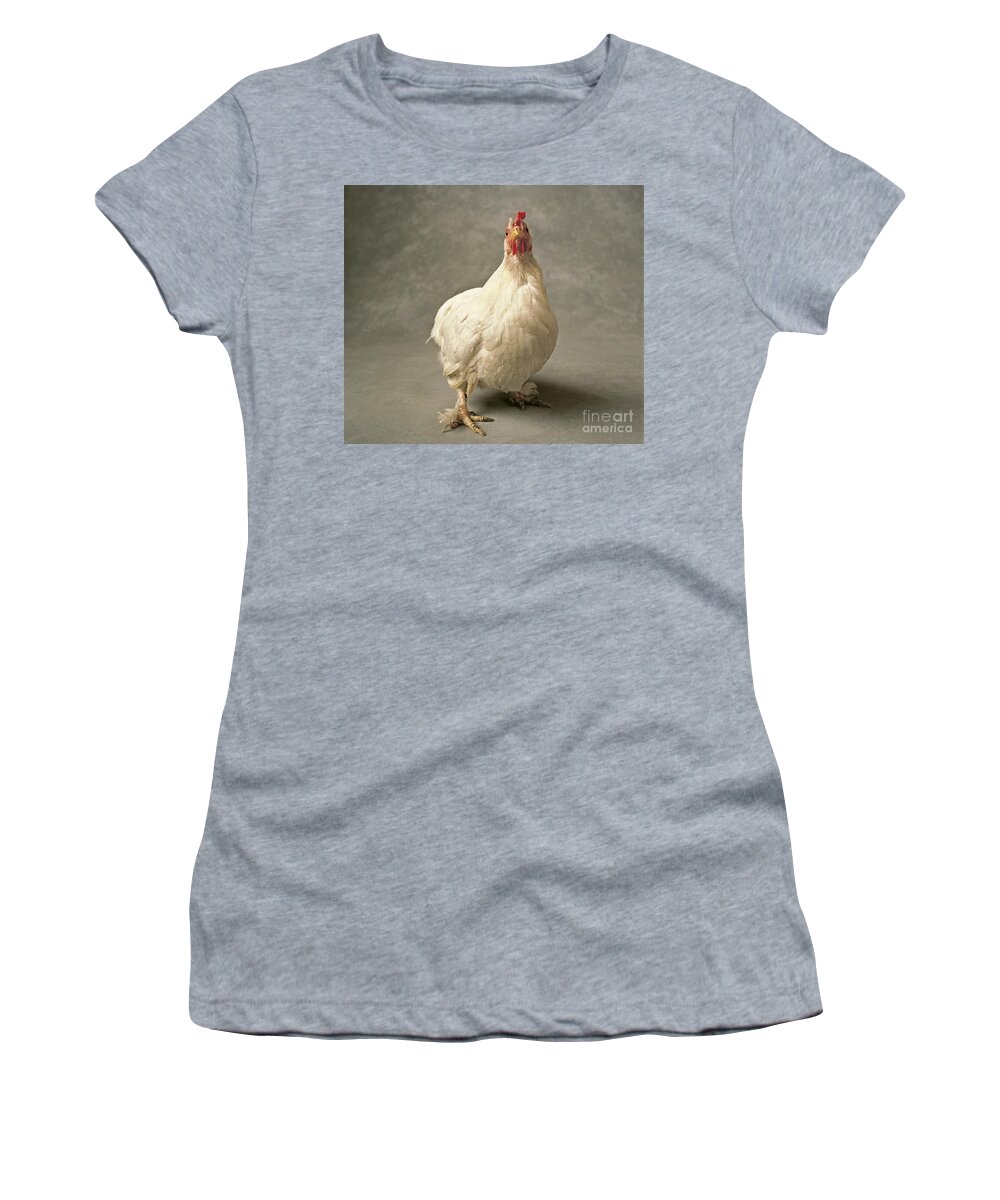 Animal Women's T-Shirt featuring the photograph Domestic Cock by Tierbild Okapia