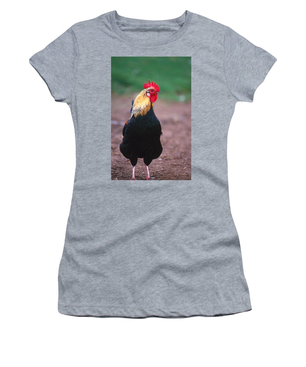 Animal Women's T-Shirt featuring the photograph Domestic Farmyard Rooster by F. Stuart Westmorland