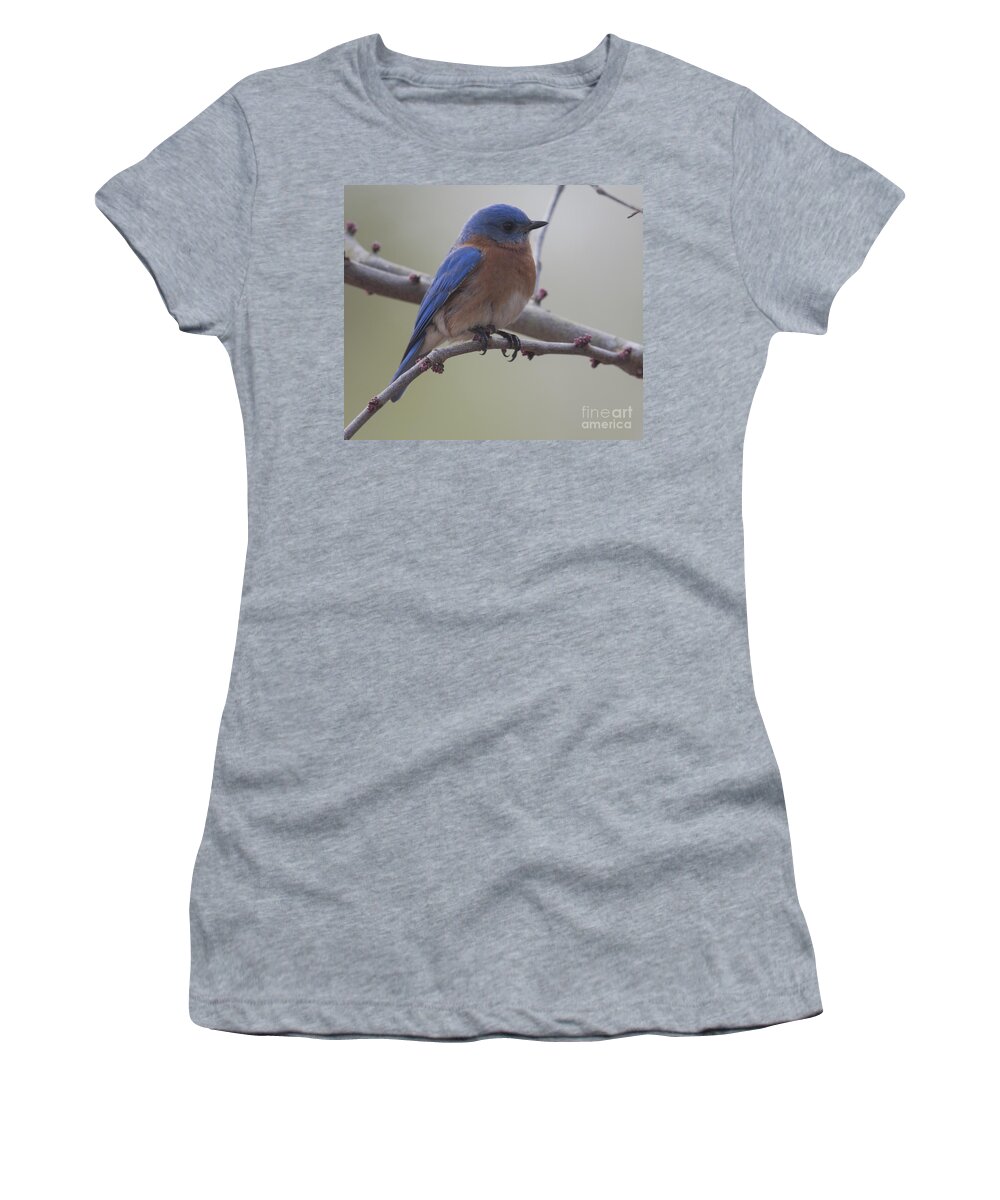 Blue Bird Women's T-Shirt featuring the photograph Eastern Blue Bird by Dale Powell