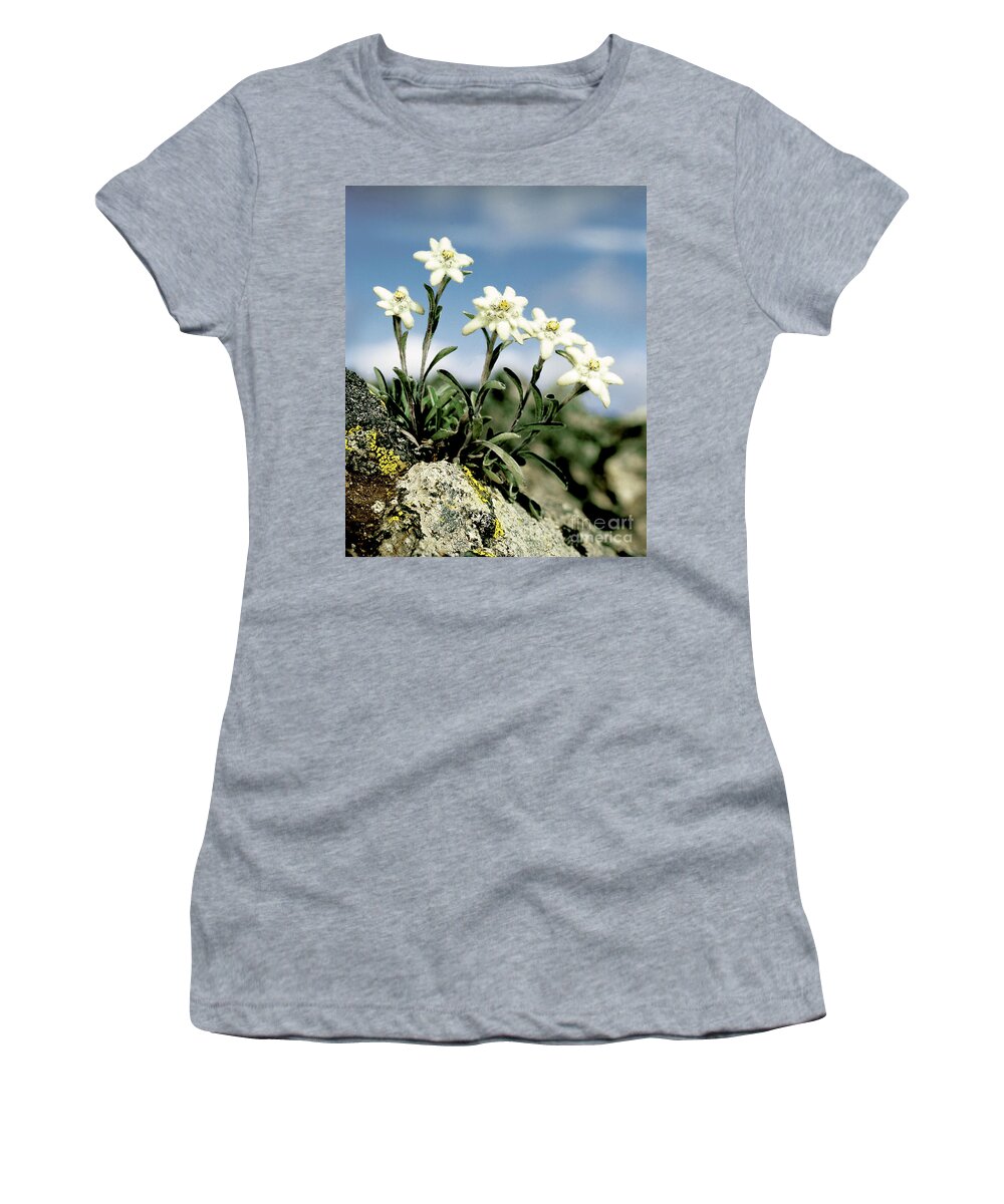 Plant Women's T-Shirt featuring the photograph Edelweiss by Hermann Eisenbeiss