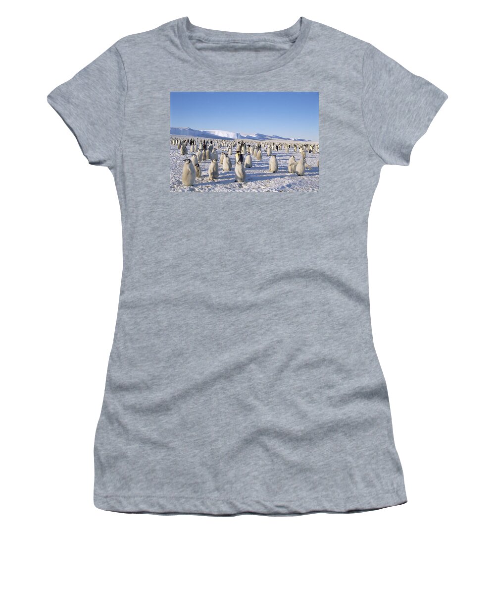 Feb0514 Women's T-Shirt featuring the photograph Emperor Penguin Rookery Weddell Sea by Tui De Roy