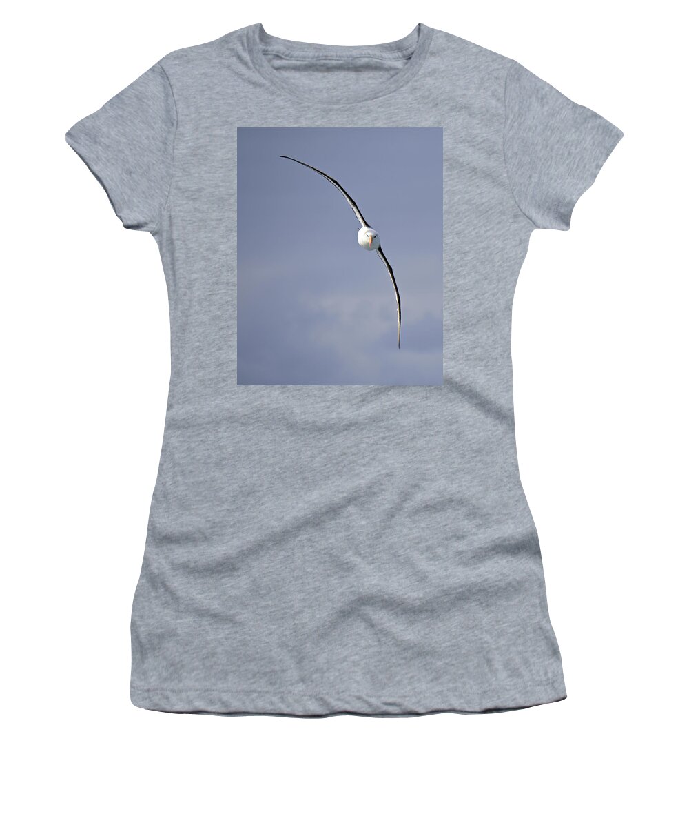 Black-browed Albatross Women's T-Shirt featuring the photograph Free To Follow by Tony Beck