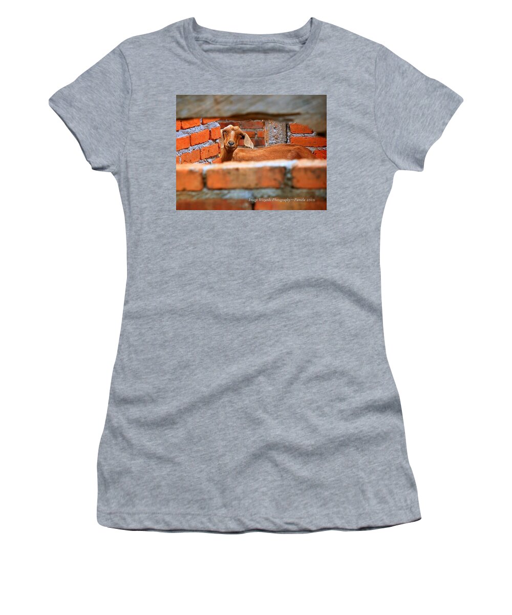 Animal Art Women's T-Shirt featuring the digital art Goat In A Box by Pamela Smale Williams