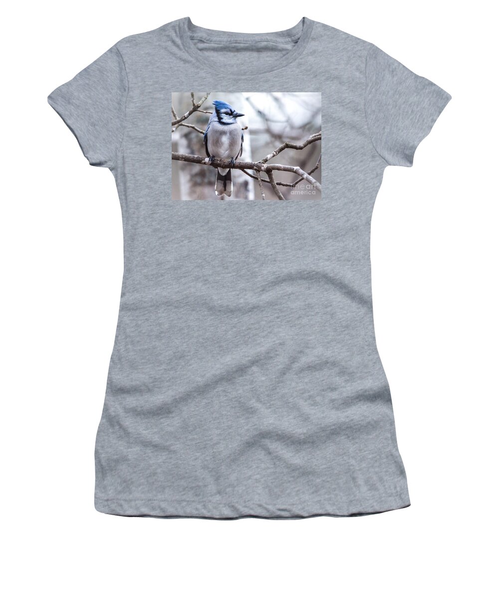  Women's T-Shirt featuring the photograph Gorgeous Blue Jay by Cheryl Baxter