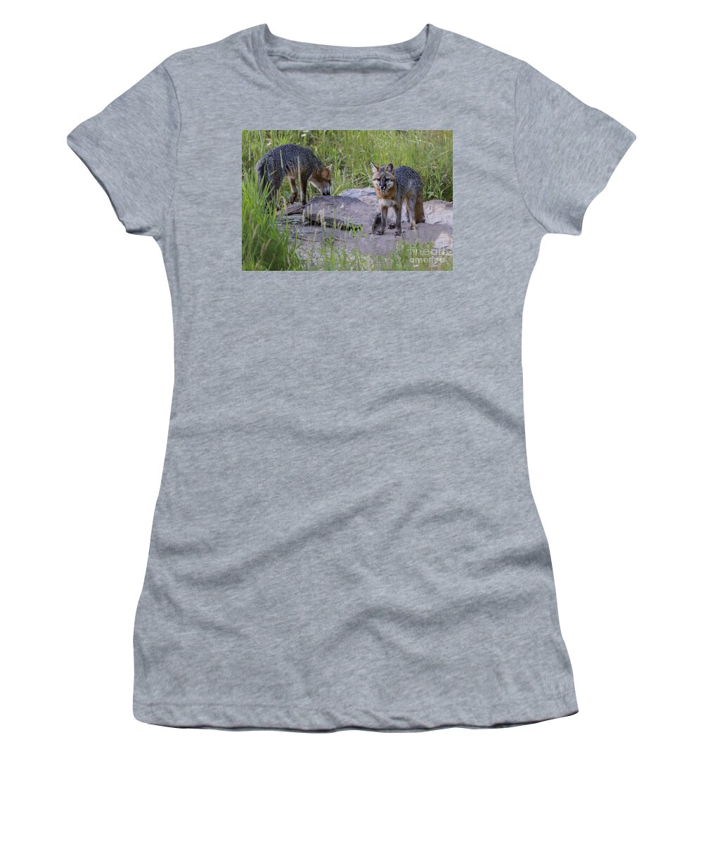 Gray Fox Women's T-Shirt featuring the photograph Gray Foxes by Ronald Lutz