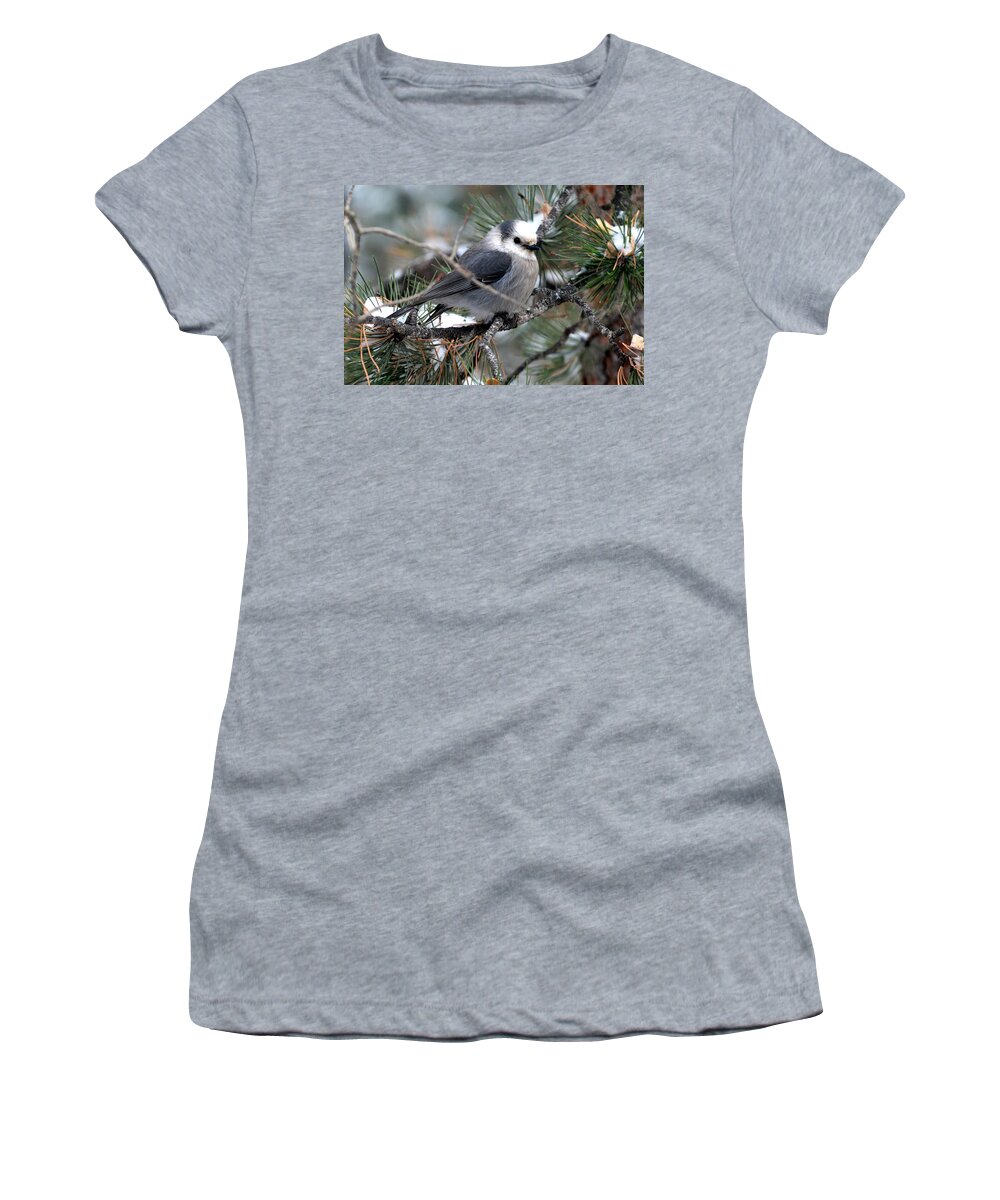 Colorado Women's T-Shirt featuring the photograph Gray Jay on a Snowy Pine by Marilyn Burton