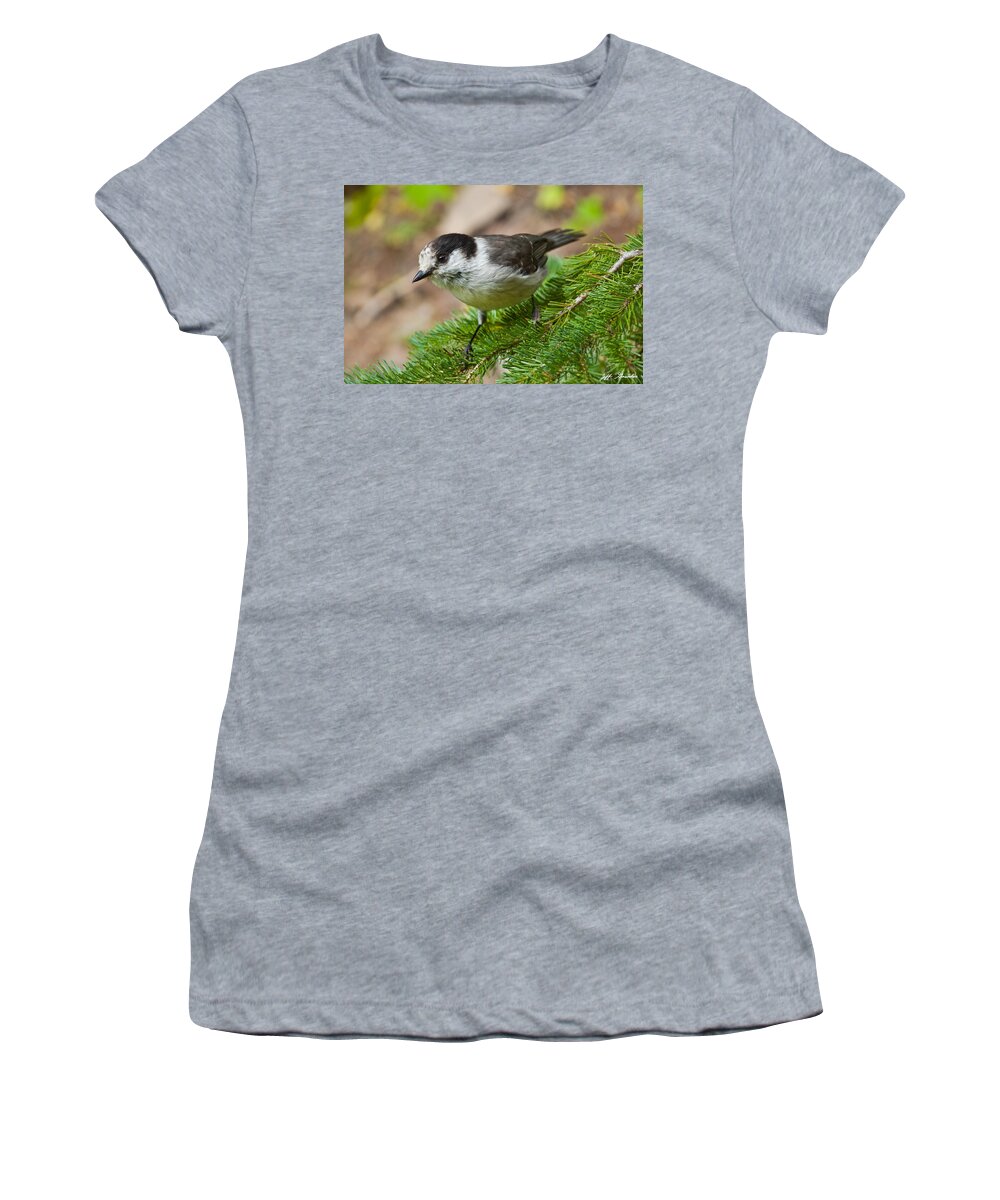 Animal Women's T-Shirt featuring the photograph Gray Jay on Fir Tree by Jeff Goulden