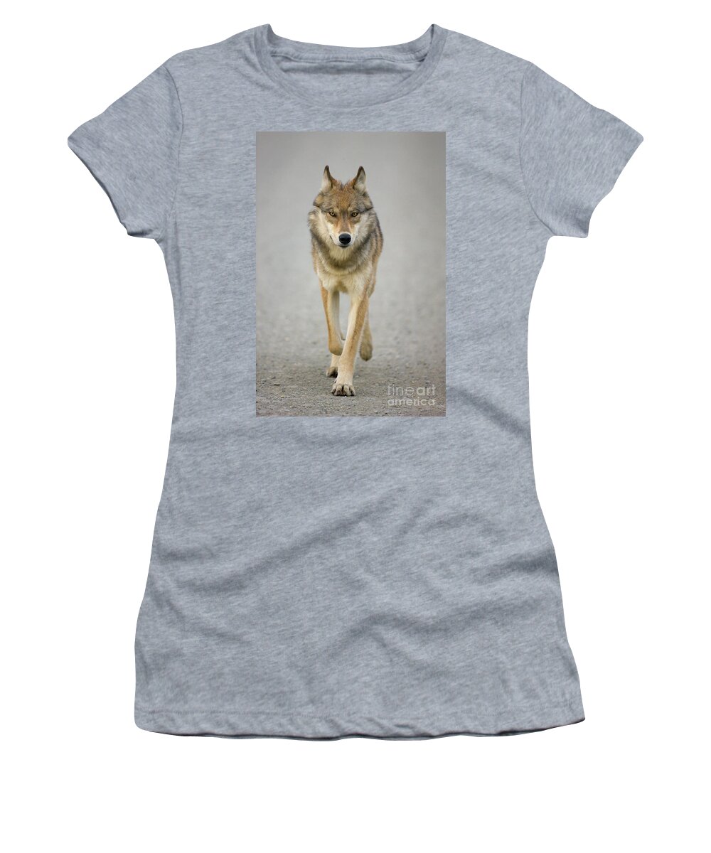 00440973 Women's T-Shirt featuring the photograph Gray Wolf in Denali by Yva Momatiuk John Eastcott