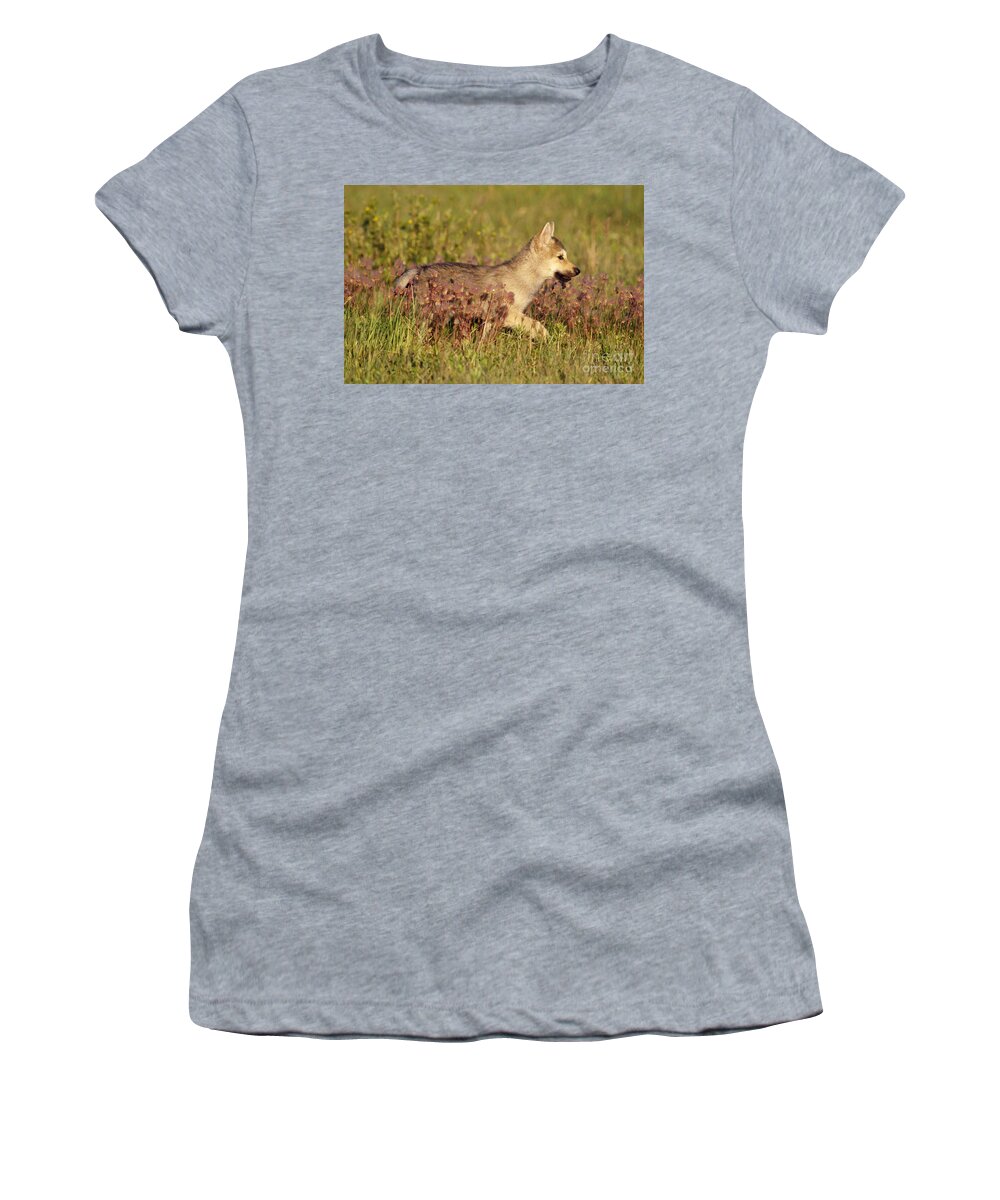 Grey Women's T-Shirt featuring the photograph Gray Wolf Pup by Mary Clay