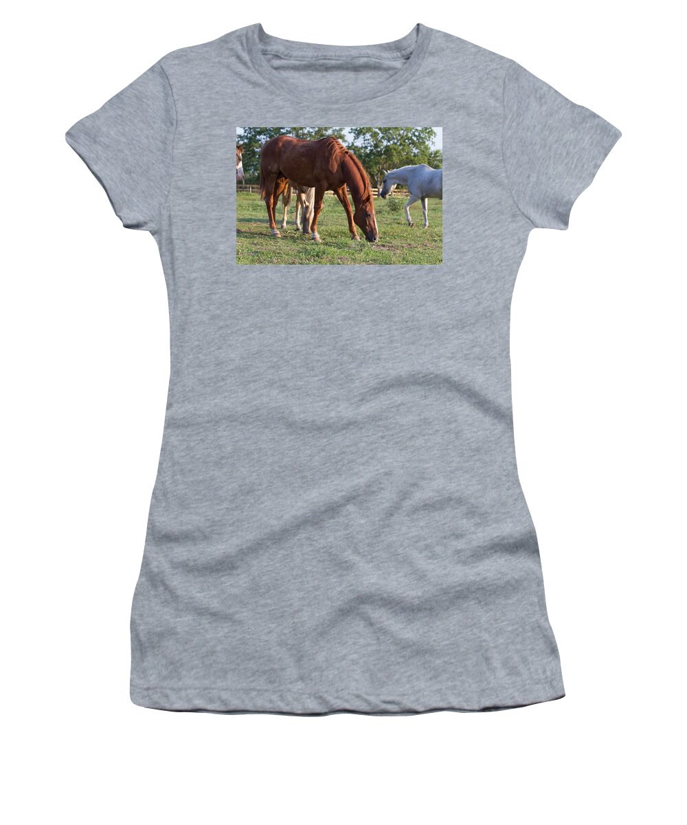 Horses Women's T-Shirt featuring the photograph Grazing by Tim Stanley