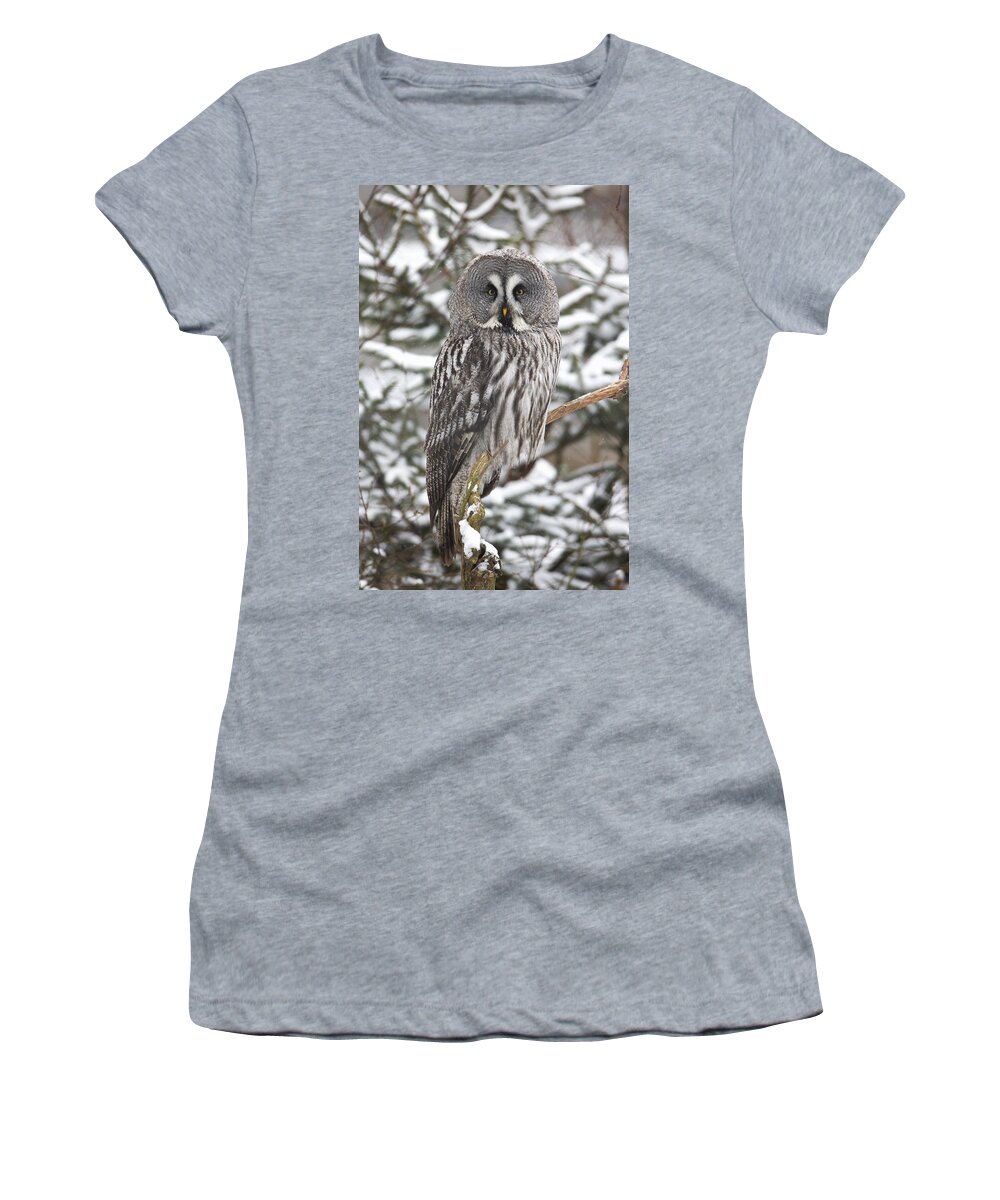 Feb0514 Women's T-Shirt featuring the photograph Great Gray Owl In A Tree Germany by Duncan Usher