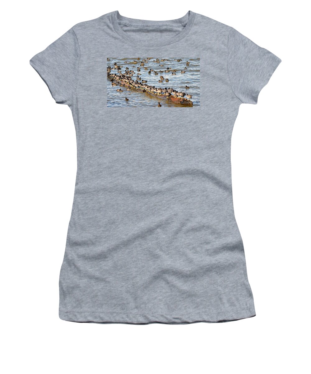 Ducks Women's T-Shirt featuring the photograph Having Your Ducks in a Row  American Coots by Peggy Franz