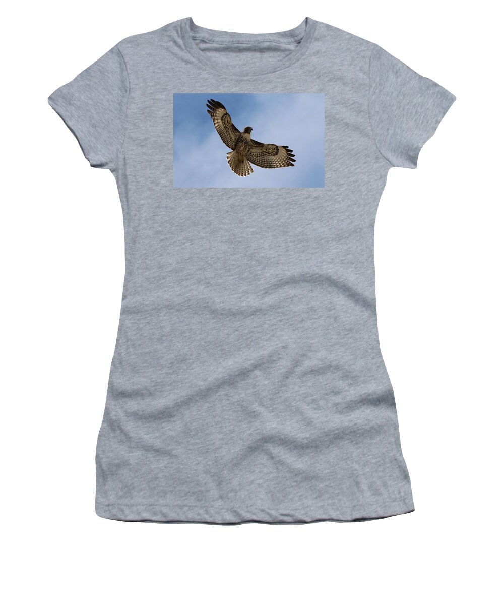Hawk Women's T-Shirt featuring the photograph Hawk in Flight by Christy Pooschke