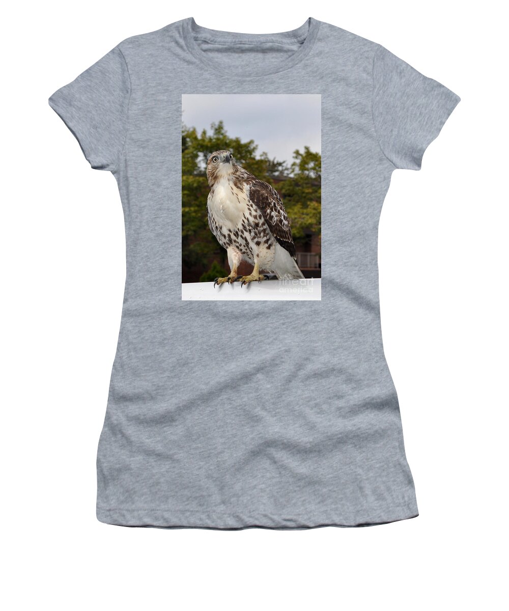 Hawk Women's T-Shirt featuring the photograph Hawk by Luke Moore