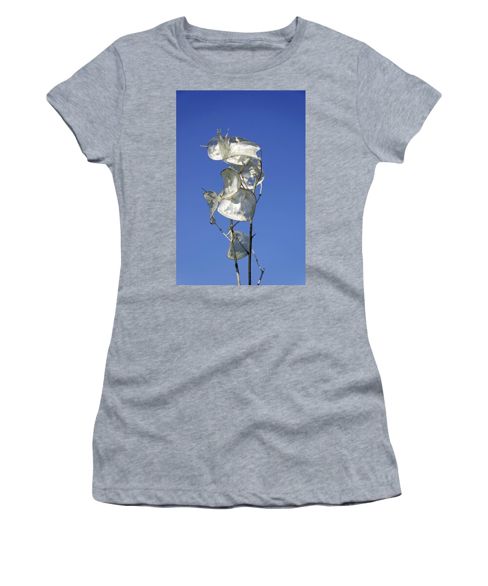 Europe Women's T-Shirt featuring the photograph Honesty Seed Pods by Rod Johnson