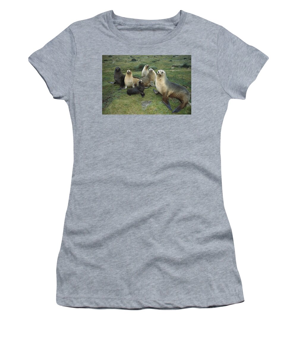 Feb0514 Women's T-Shirt featuring the photograph Hookers Sea Lion Cows And Pups by Tui De Roy