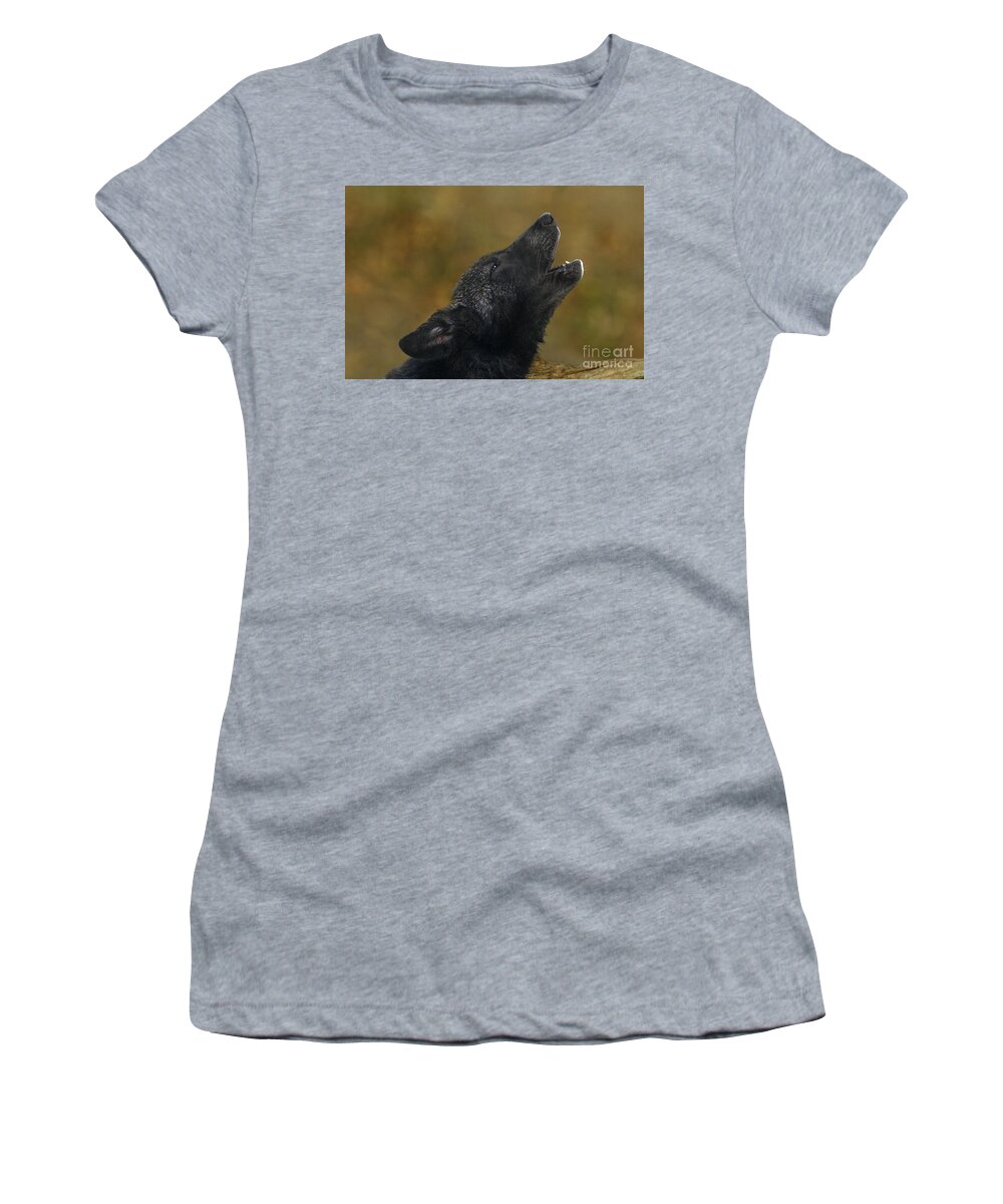 Gray Wolf Women's T-Shirt featuring the photograph Howling Gray Wolf Pup Endangered Species Wildlife Rescue by Dave Welling