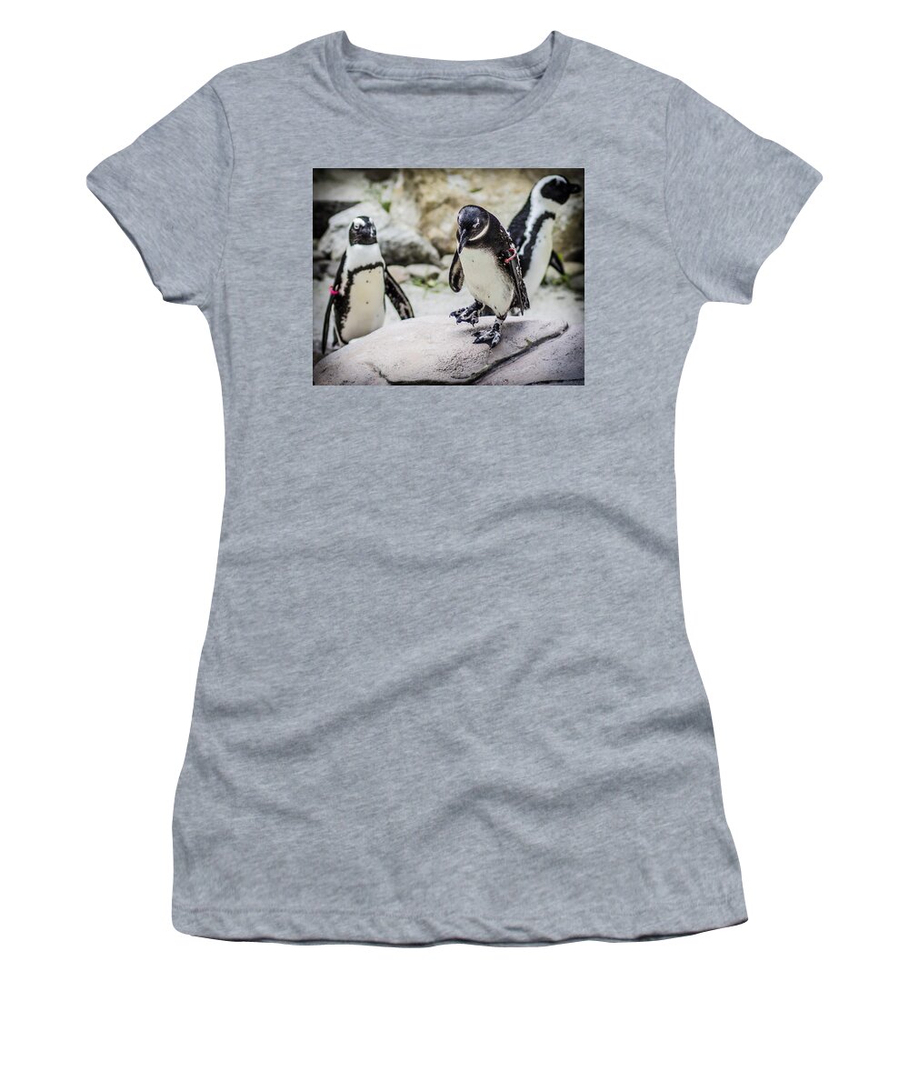 Lowry Park Zoo Women's T-Shirt featuring the photograph In The Spotlight by Stephen Brown