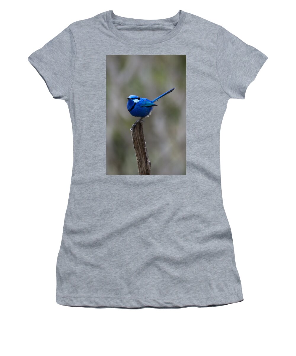 Blue Wren Women's T-Shirt featuring the photograph In The Sun by Robert Caddy