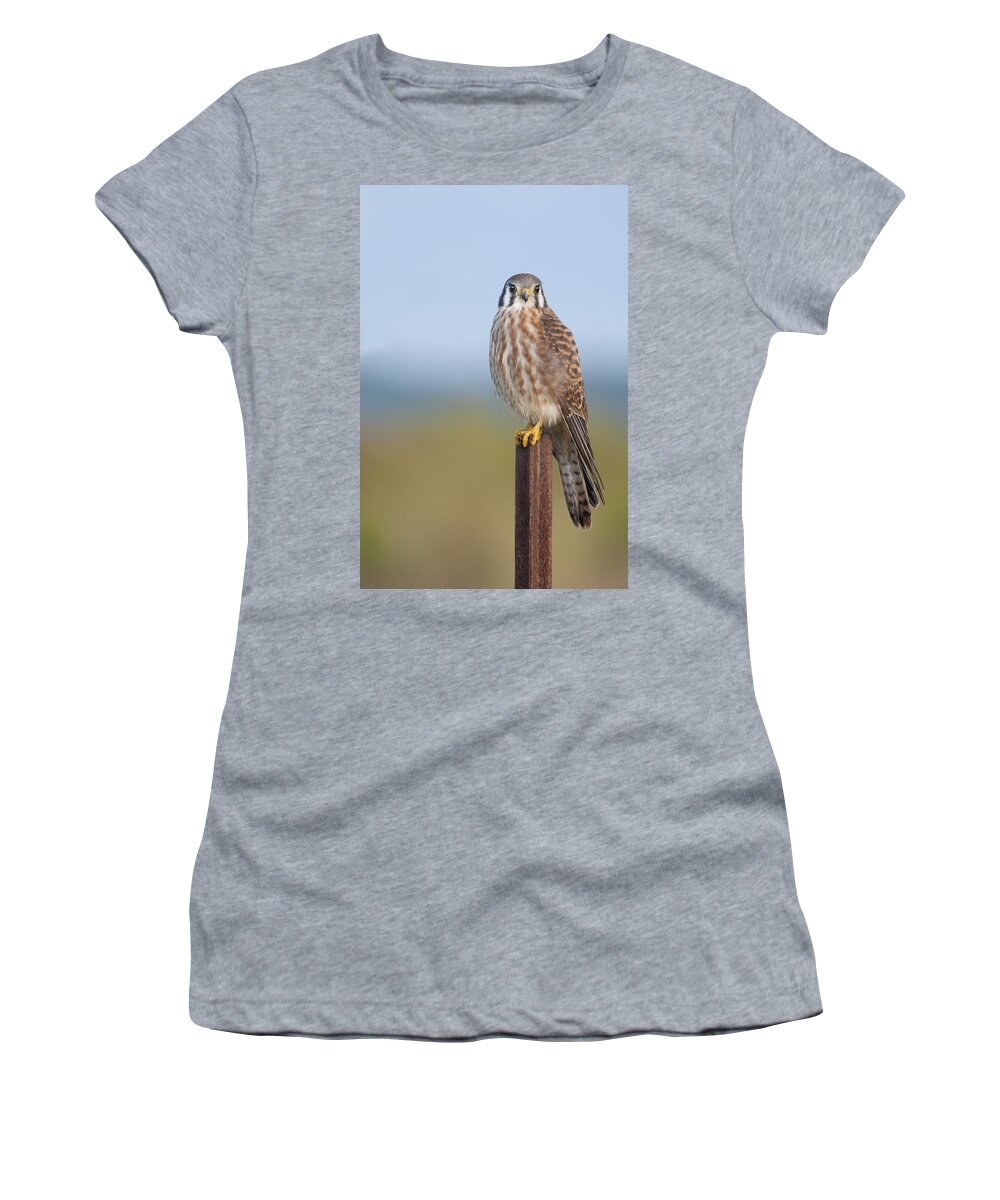 Kestrel Women's T-Shirt featuring the photograph Kestrel on metal post by Bradford Martin