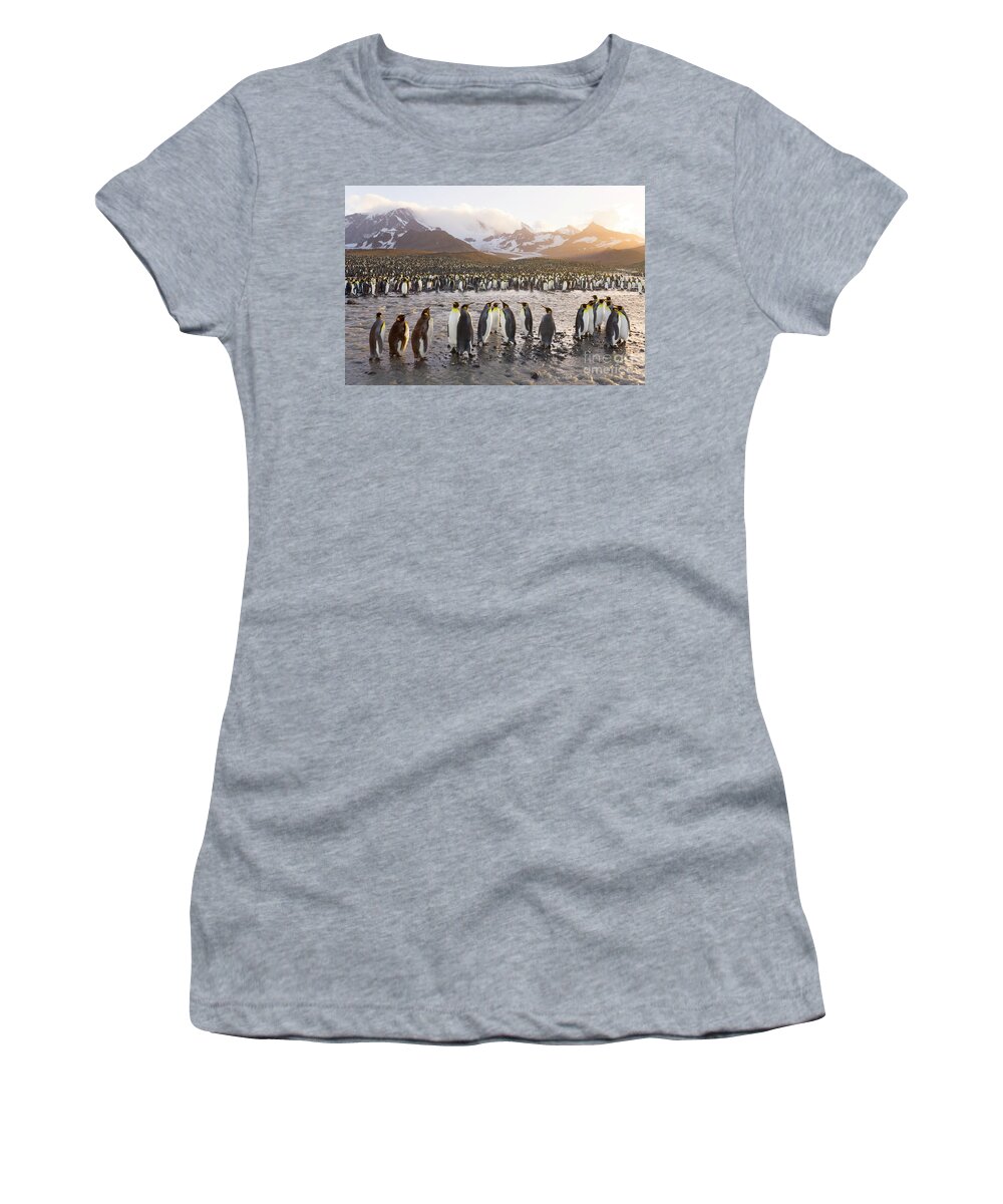 00345345 Women's T-Shirt featuring the photograph King Penguin Rookery by Yva Momatiuk John Eastcott