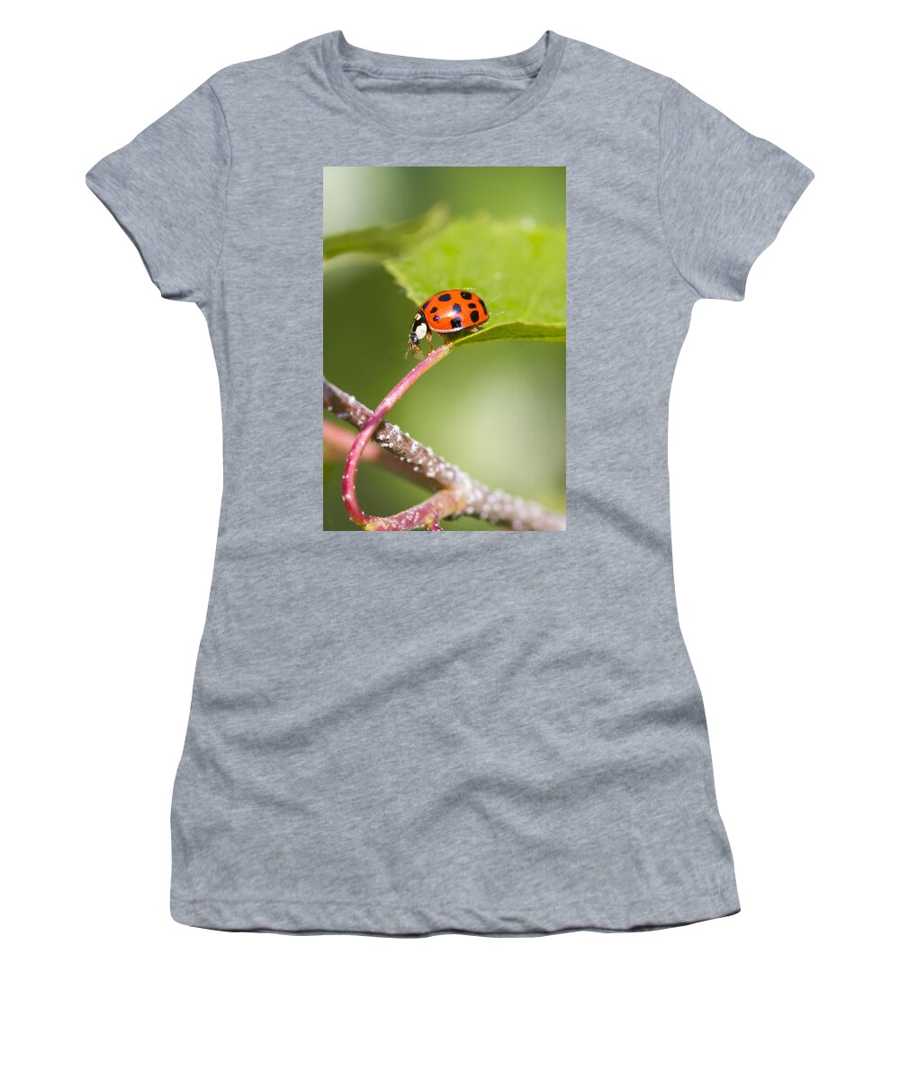 Ladybird Women's T-Shirt featuring the photograph Ladybird - 2 by Chris Smith