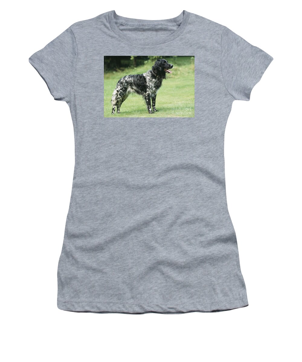 Dog Women's T-Shirt featuring the photograph Large Munsterlander by John Daniels