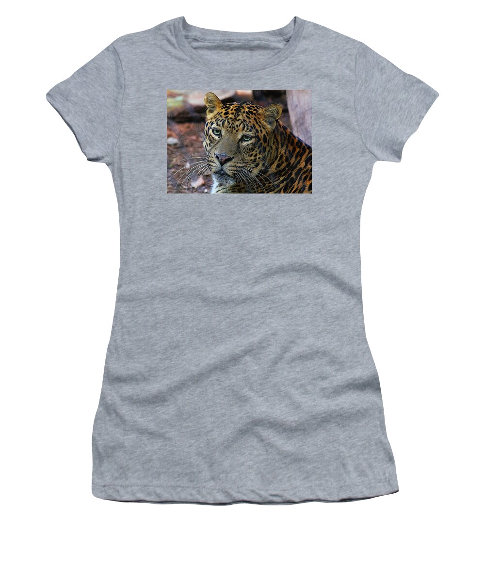 Leopard Women's T-Shirt featuring the photograph Leopard Painted by Judy Vincent