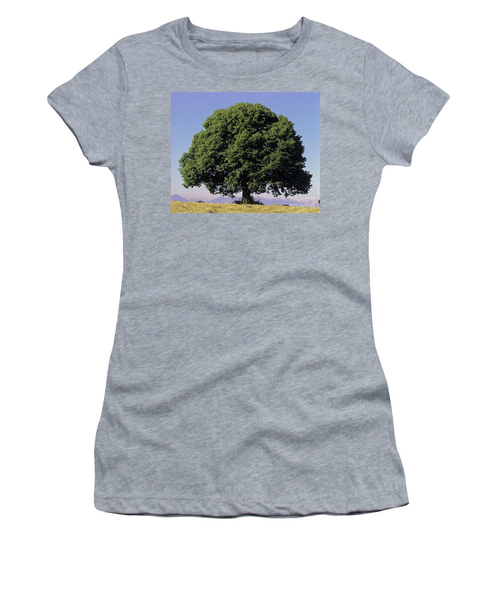 Tilia Platyphyllos Women's T-Shirt featuring the photograph Linden Tree In Summer by Hermann Eisenbeiss