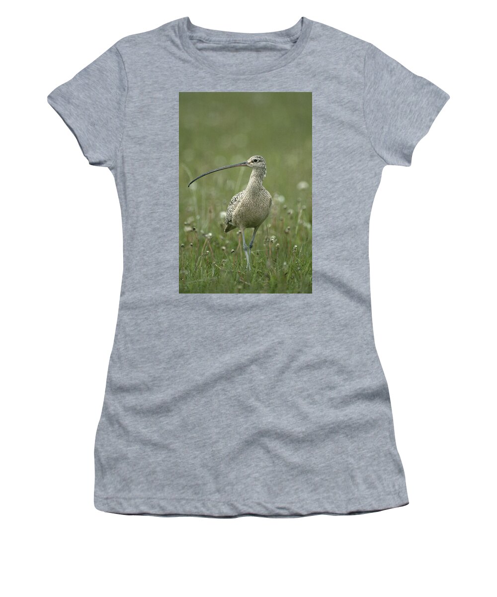 Feb0514 Women's T-Shirt featuring the photograph Long-billed Curlew Walking Idaho by Michael Quinton