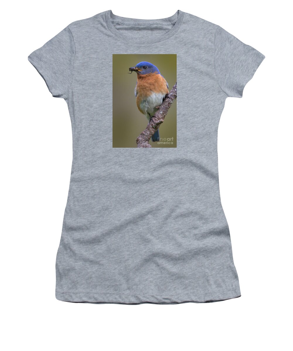 Eastern Bluebird Women's T-Shirt featuring the photograph Male Eastern Bluebird with Spider by Jerry Fornarotto