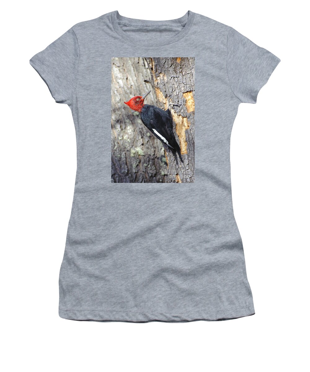 Argentinean Fauna Women's T-Shirt featuring the photograph Male Magellanic Woodpecker by John Shaw