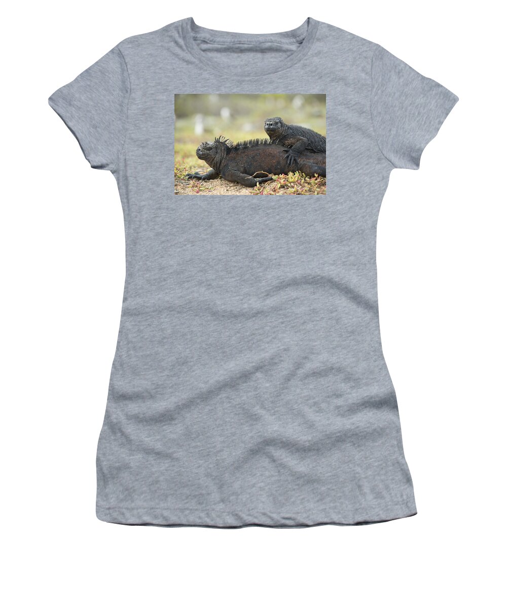534120 Women's T-Shirt featuring the photograph Marine Iguana Pair Santa Cruz Island by Tui De Roy
