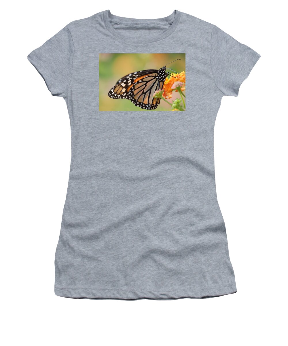 Monarch Butterfly With Backlit Wings Women's T-Shirt featuring the photograph Monarch Butterfly With Backlit Wings by Daniel Reed