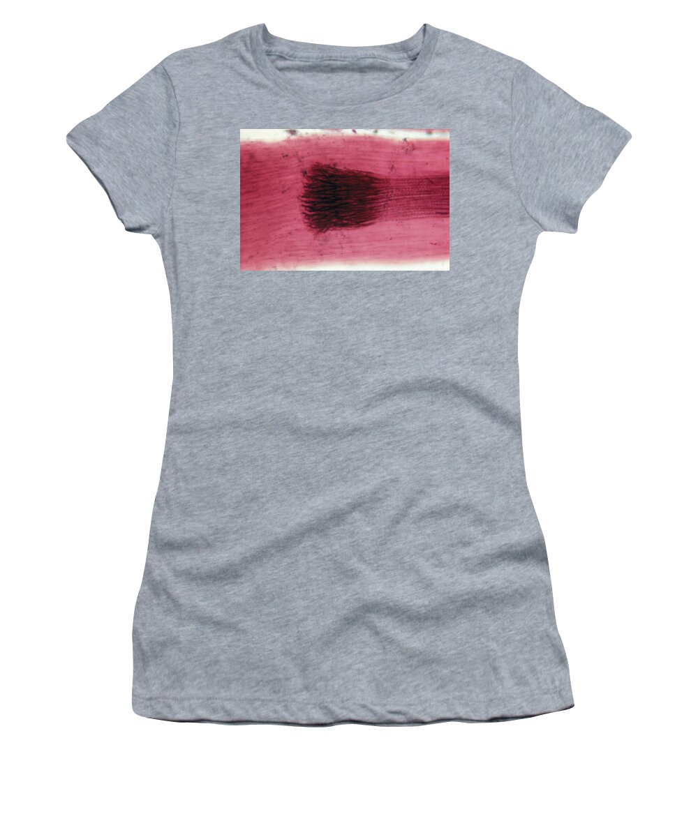 Axon Women's T-Shirt featuring the photograph Motor Nerve Ending by Ray Simons