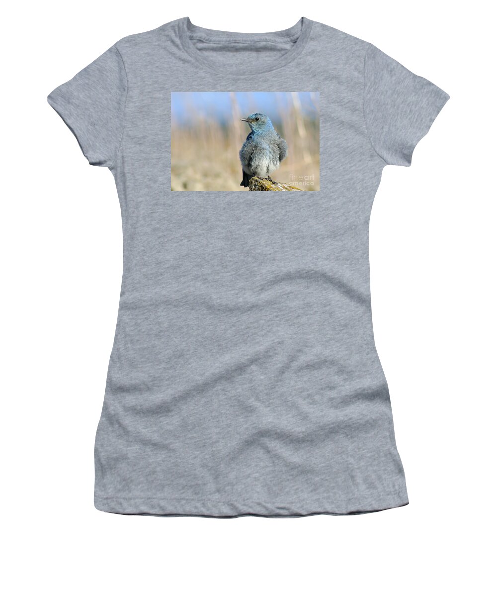 Animal Women's T-Shirt featuring the photograph Mountain Bluebird by Teresa Zieba