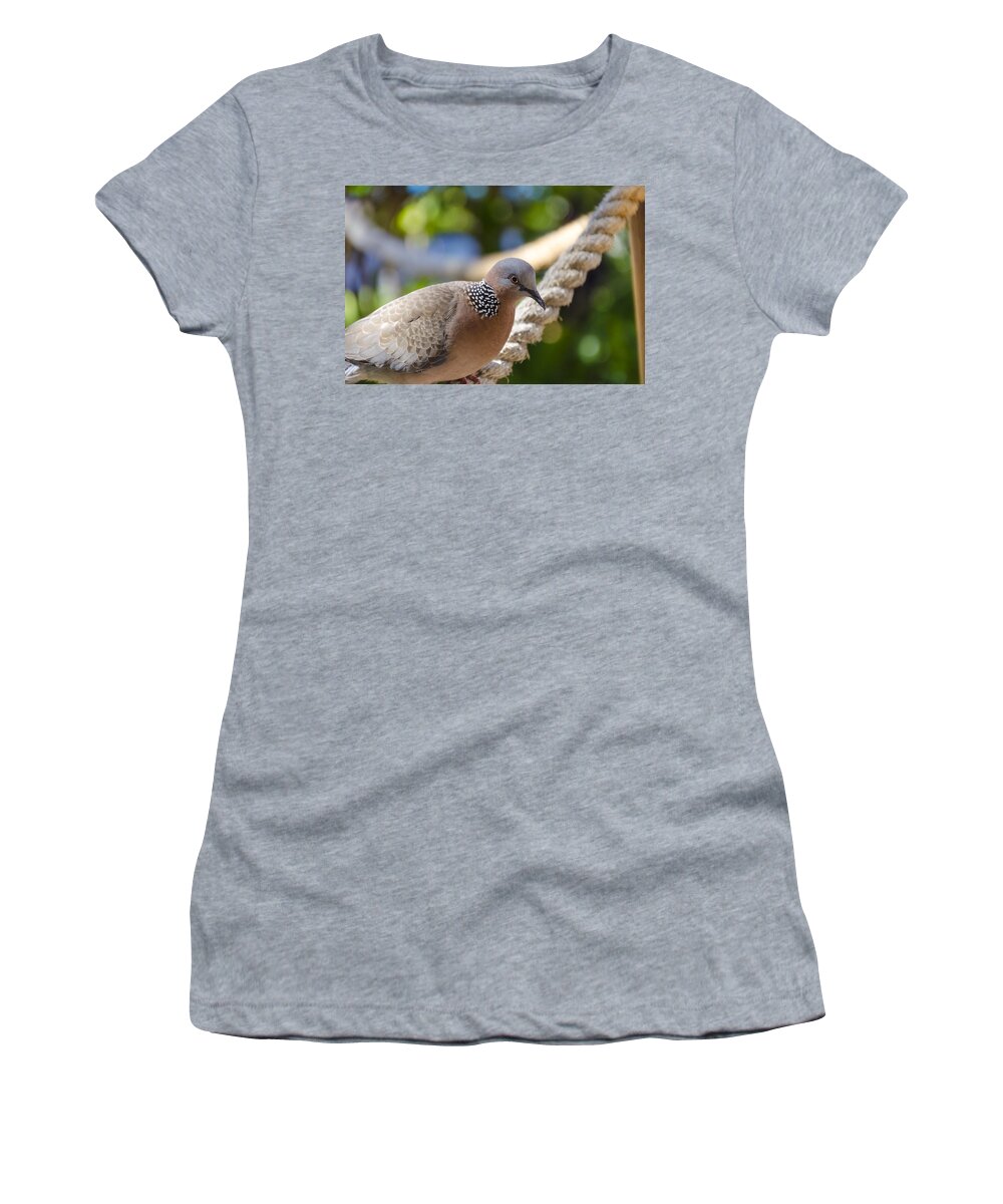 Animals Women's T-Shirt featuring the photograph Mourning Dove by Daniel Murphy