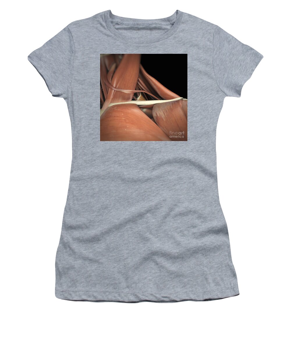 Muscles Women's T-Shirt featuring the photograph Muscles Of The Clavicular Region by Science Picture Co