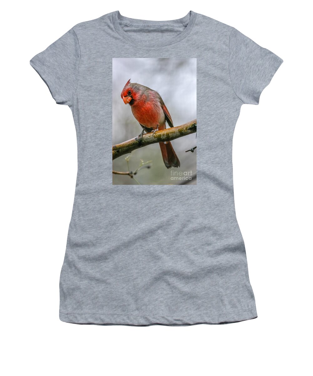 Al Andersen Women's T-Shirt featuring the photograph Northern Cardinal 2 by Al Andersen