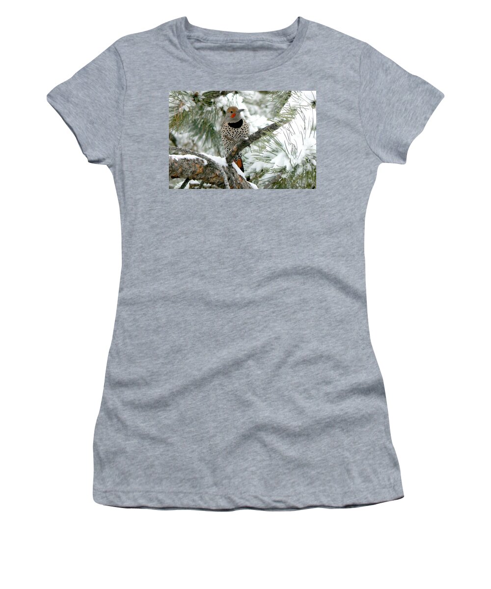 Colorado Women's T-Shirt featuring the photograph Northern Flicker on Snowy Pine by Marilyn Burton