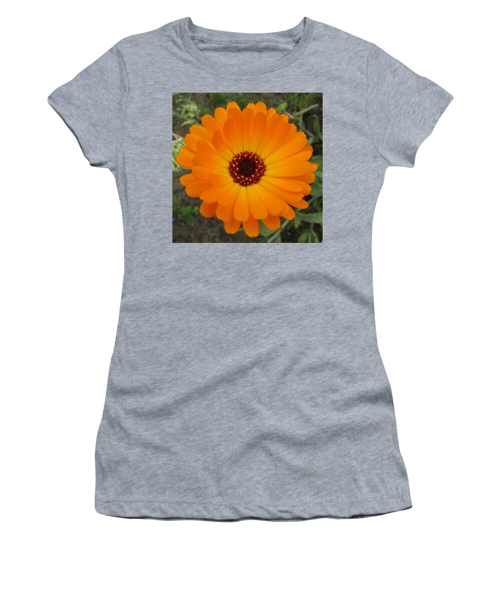 Flower Women's T-Shirt featuring the photograph Orange Husbandman's Dial Marigold Flower by Taiche Acrylic Art