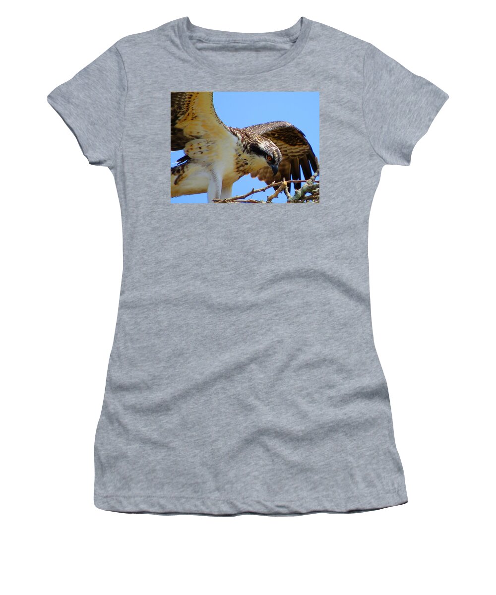 Osprey Women's T-Shirt featuring the photograph Osprey Youth by Dianne Cowen Cape Cod Photography