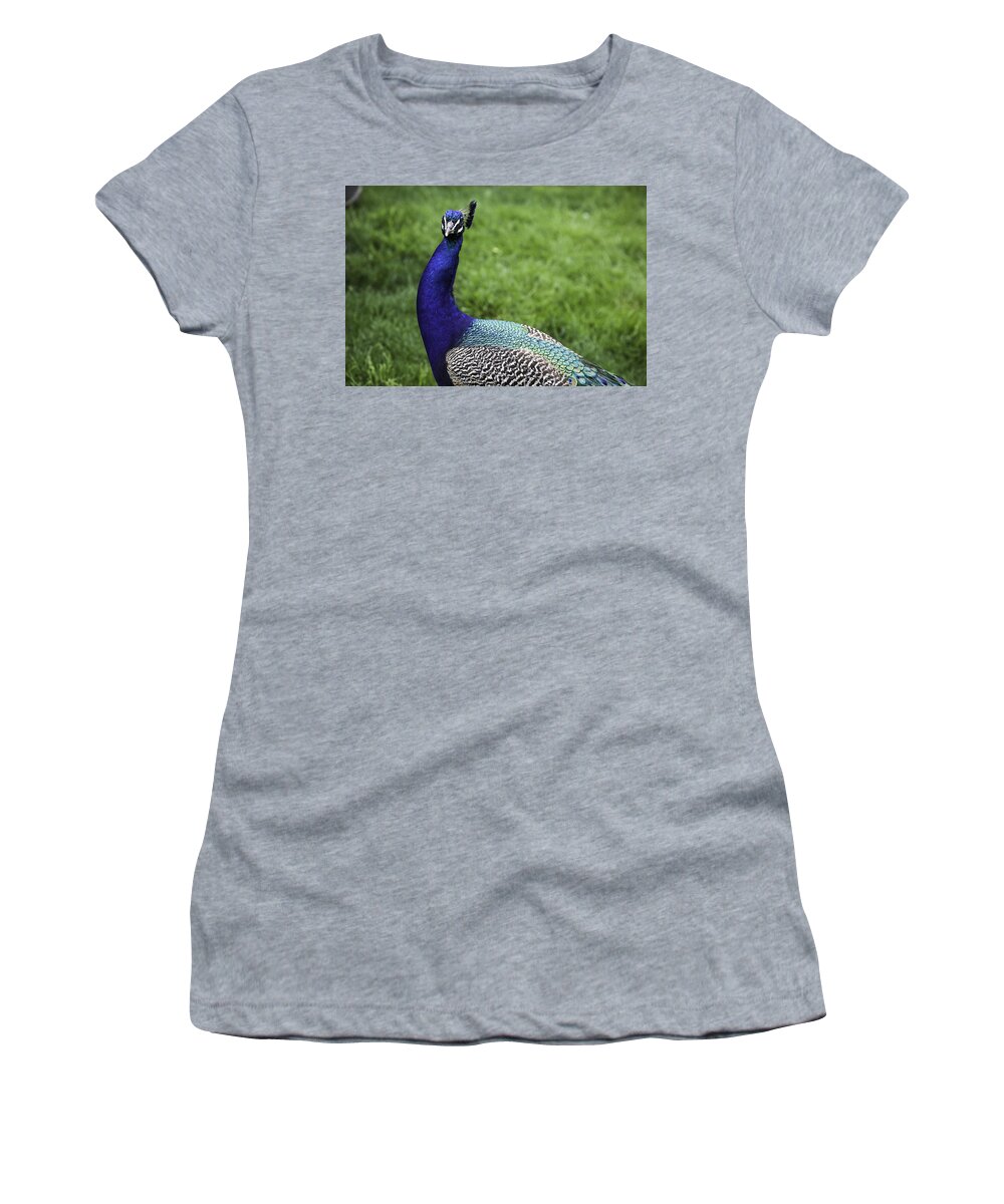 Peacock Women's T-Shirt featuring the photograph Peacock Beauty 7 by Madeline Ellis