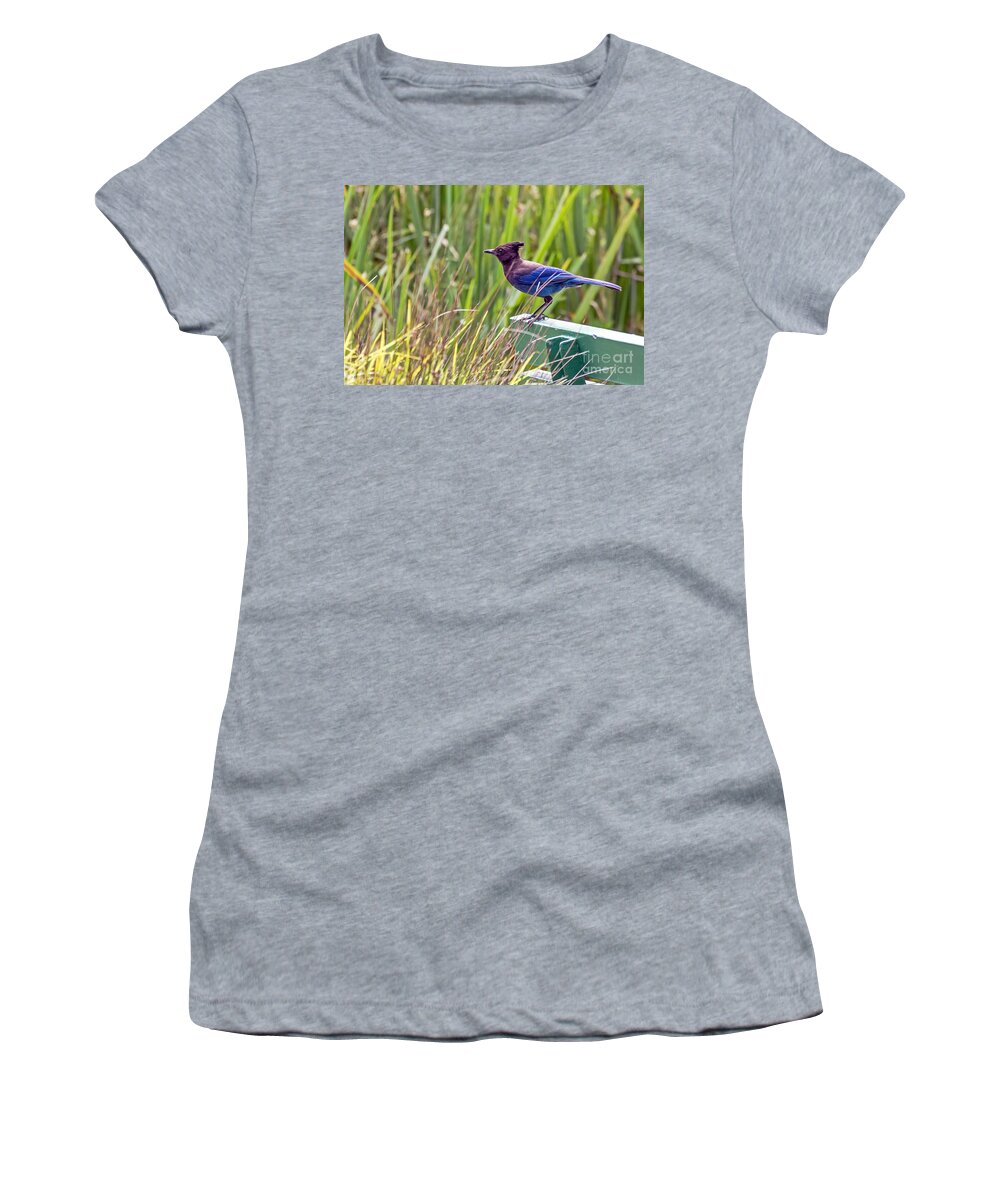 Bird Women's T-Shirt featuring the photograph Perching Jay by Kate Brown