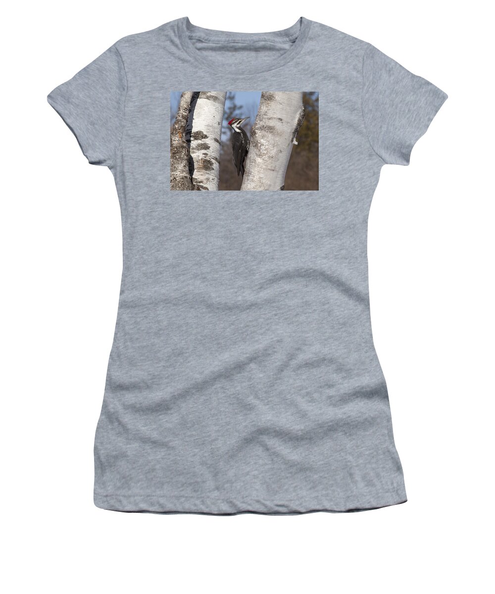 Woodpecker Women's T-Shirt featuring the photograph Pileated by Eunice Gibb