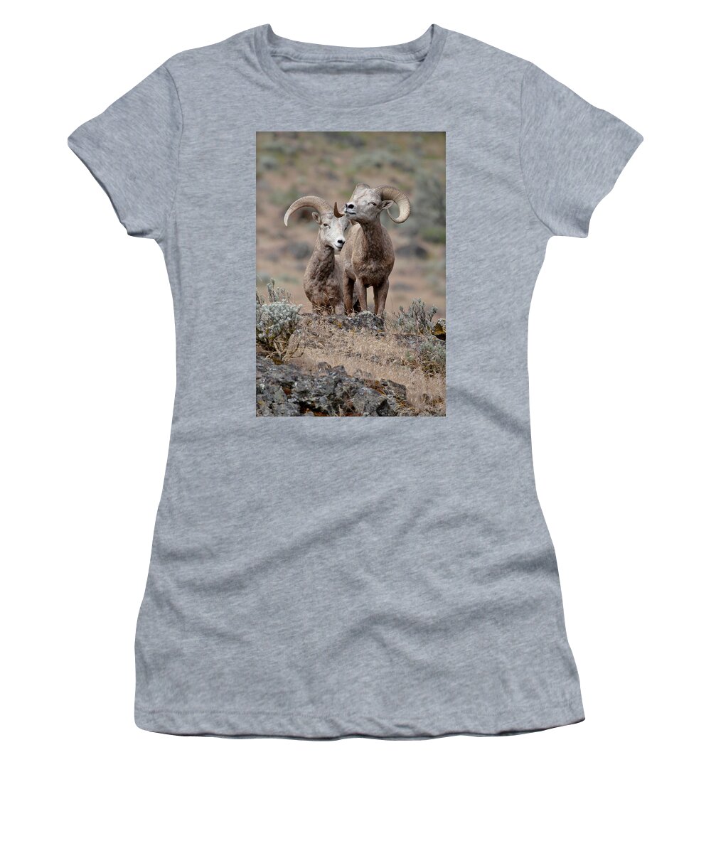 Bighorn Sheep Women's T-Shirt featuring the photograph Playfull Rams by Athena Mckinzie