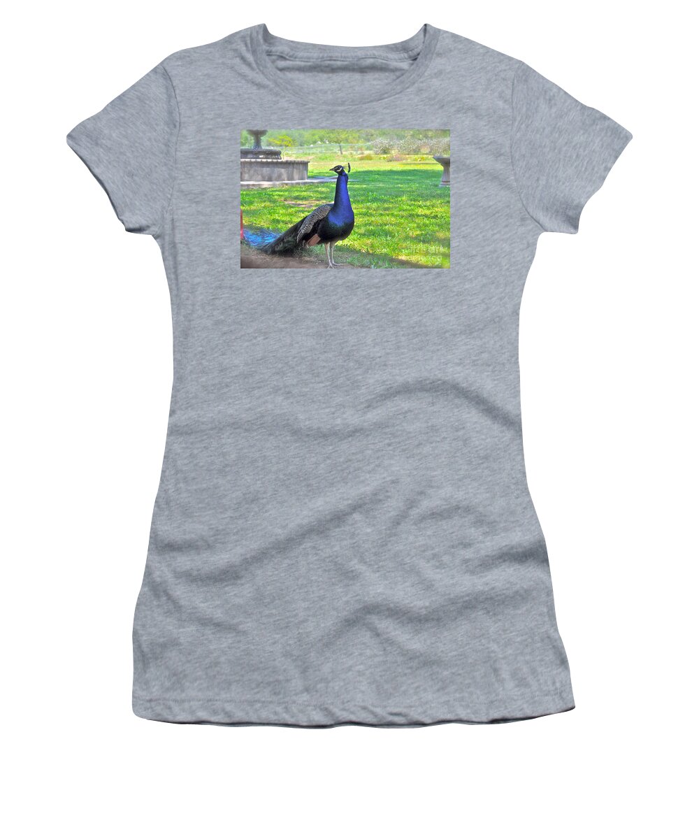 Peacock Women's T-Shirt featuring the photograph Pretty Peacock by Bridgette Gomes