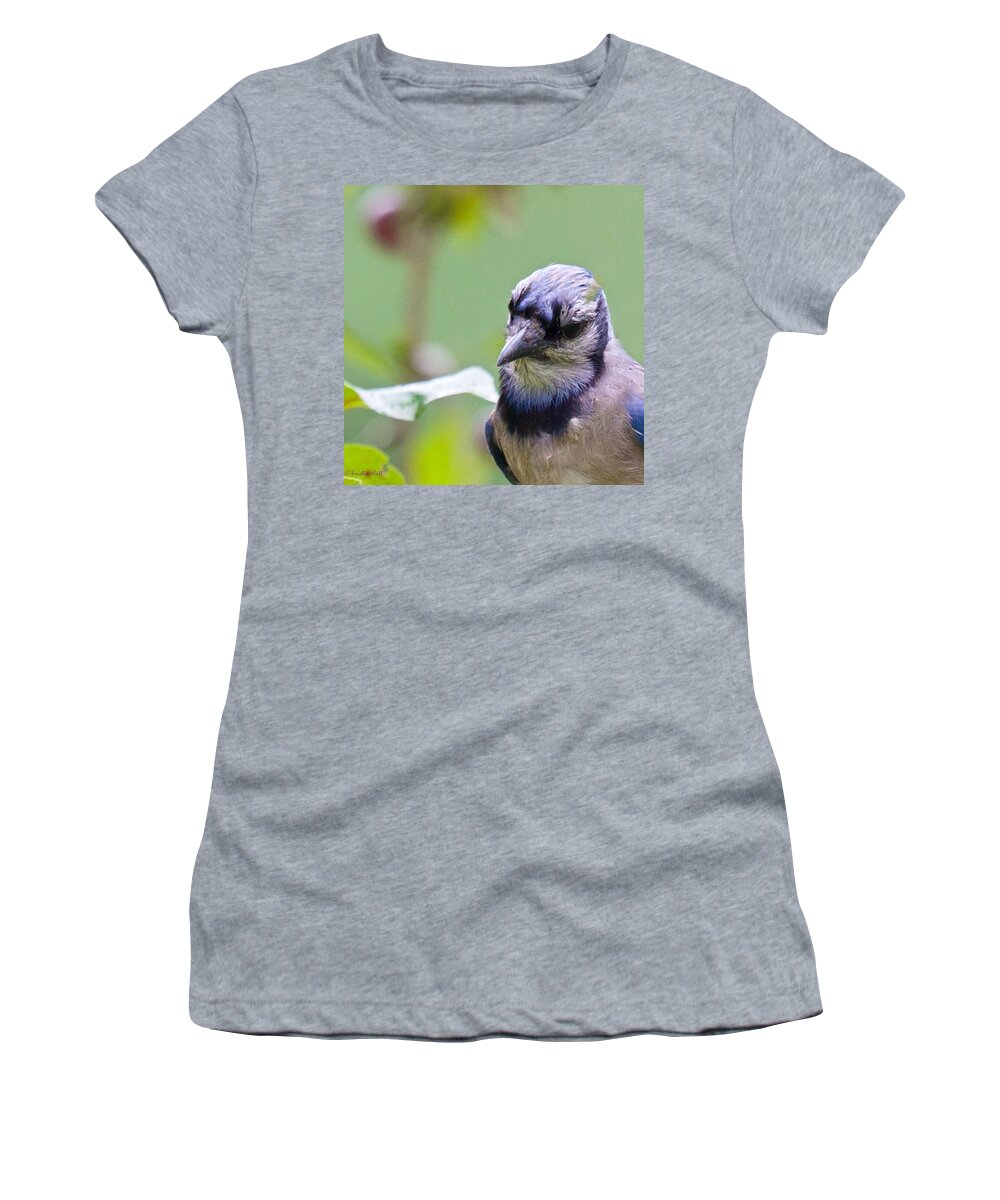 Blue Jay Women's T-Shirt featuring the photograph Quizzicle Blue Jay by Kristin Hatt