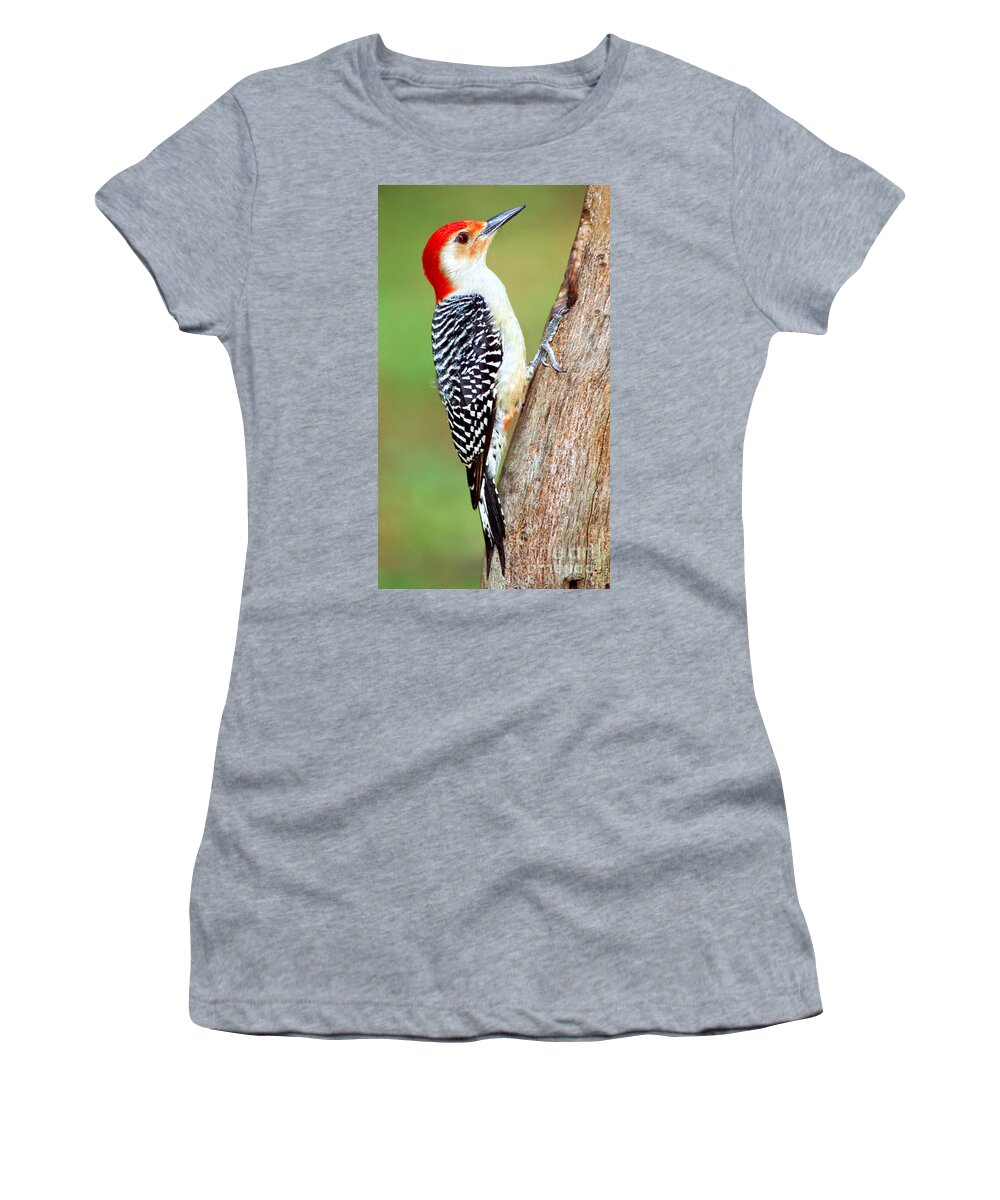 Red Bellied Woodpecker Women's T-Shirt featuring the photograph Red Bellied Woodpecker by Millard H. Sharp
